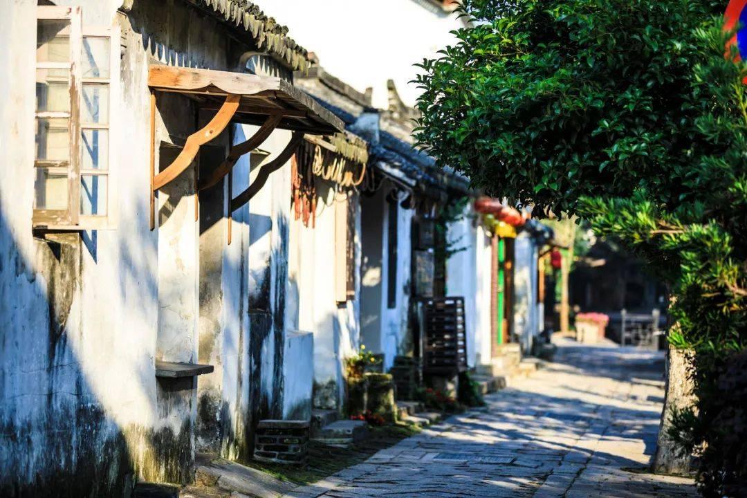 温县垆土铁棍山药：中老年养生的营养宝库，要知道父母“三高”最好的营养补品